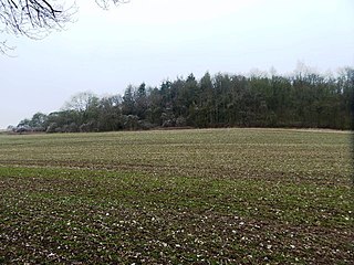 Ashridge Wood