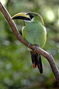 Tucan verde