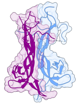 <span class="mw-page-title-main">Brain-derived neurotrophic factor</span> Protein found in humans