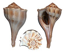 Views of a Sinistrofulgur perversum shell Busycon-contrarium.jpg