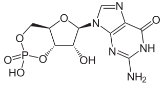 <span class="mw-page-title-main">Cyclic guanosine monophosphate</span> Chemical compound