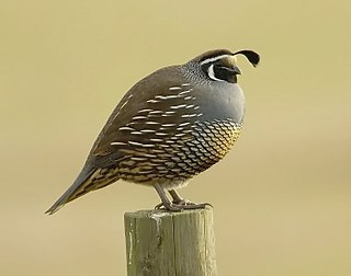 <span class="mw-page-title-main">California quail</span> Small ground-dwelling bird in the New World quail family.