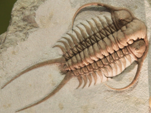 Fossil trilobite. Trilobites first appeared about 521 Ma. They were highly successful and were found everywhere in the ocean for 270 Ma.[284]