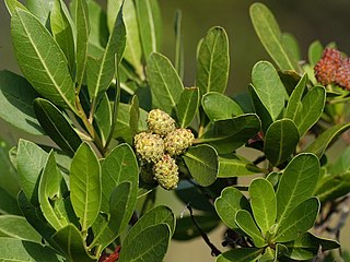 <i>Conocarpus</i> Genus of flowering plants