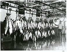 Don York examining the largest catch of Tuna (1966).jpg