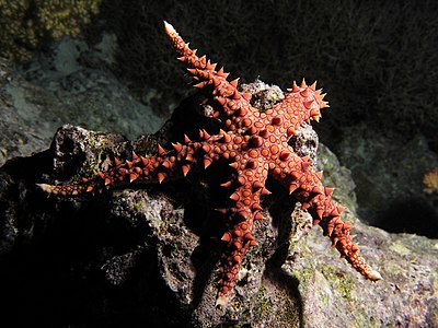 Egyptian sea star at night