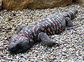 Gila monster, Heloderma s. suspectum