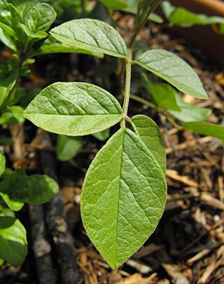 <i>Glycyrrhiza uralensis</i> Species of legume