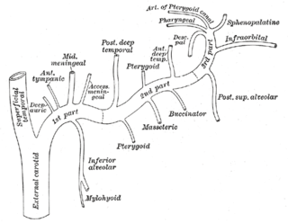 <span class="mw-page-title-main">Inferior alveolar artery</span> Artery found in the head