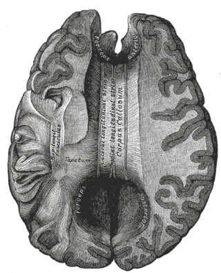 <span class="mw-page-title-main">Corpus callosum</span> White matter tract connecting the two cerebral hemispheres