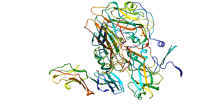 <span class="mw-page-title-main">ICAM-1</span> Mammalian protein found in Homo sapiens