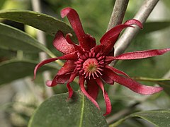 Illicium floridanum. Biological Sciences greenhouse, Florida International University, Miami, Florida, U.S.A. Photo by Scott Zona.