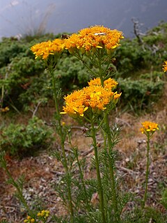 <i>Jacobaea adonidifolia</i> Species of flowering plant