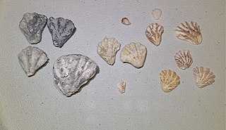 <i>Plicatula</i> Genus of bivalves