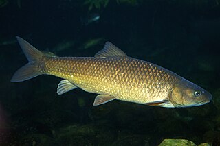 <i>Labeobarbus</i> Genus of fishes