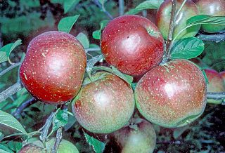 <span class="mw-page-title-main">Laxton's Superb</span> Apple cultivar