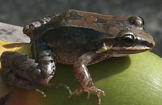 <i>Leptodactylus</i> Genus of amphibians