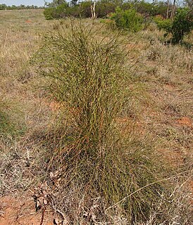 <i>Duma florulenta</i> Species of plant