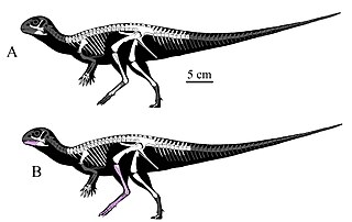 <i>Minimocursor</i> Extinct genus of dinosaurs