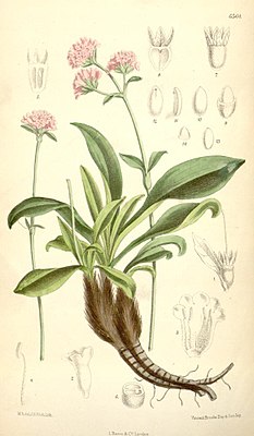 Иллюстрация из журнала Curtis’s Botanical Magazine vol.107 ser.3 №37 tabl.6564