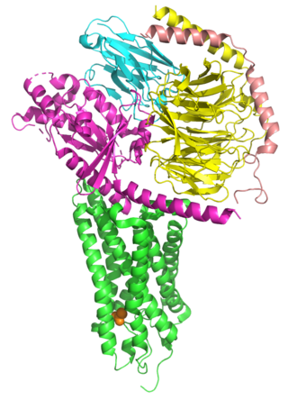 <span class="mw-page-title-main">Olfactory receptor</span> Chemoreceptors expressed in cell membranes of olfactory receptor neurons