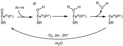 Steps in an oxygen rebound mechanism that explains many iron-catalyzed hydroxylations: H-atom abstraction, oxygen rebound, alcohol decomplexation. ORebound.png