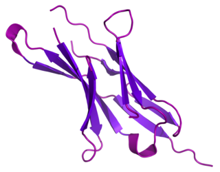 <span class="mw-page-title-main">Programmed cell death protein 1</span> Mammalian protein found in Homo sapiens