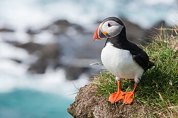 Macareux moine (Fratercula arctica) à Látrabjarg, en Islande. (définition réelle 3 702 × 2 468)