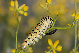 Papilio machaon larva