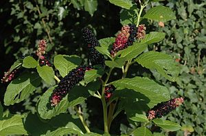 Phytolacca acinosa