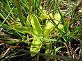 Pinguicula vulgaris leaves