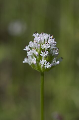 <i>Valeriana macrocera</i> Species of flowering plant in the honeysuckle family Caprifoliaceae