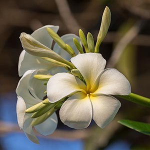 "Plumeria_(Frangipani)_flowers.jpg" by User:Basile Morin