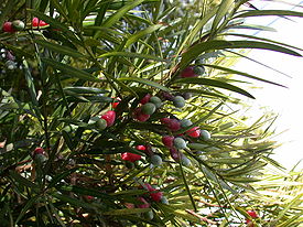 Подокарп крупнолистный (Podocarpus macrophyllus)