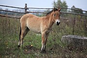 Przewalski zaldia