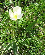 Ranunculus kuepferi