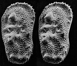 Pasangan citra SEM dari stereo mikrofosil dari Ostracoda diperoleh dengan memiringkan sampel antara dua gambar.