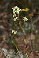 Saxifraga integrifolia