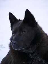 Schipperke image 001.jpg