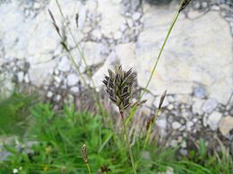 Melsvasis mėlitas (Sesleria caerulea)