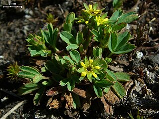 <i>Sibbaldia</i> Genus of Rosaceae plants