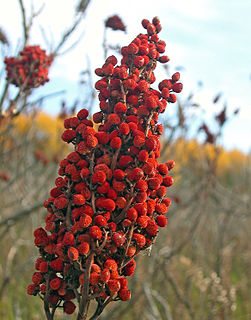 Sumac Related species of plants in the family Anacardiaceae