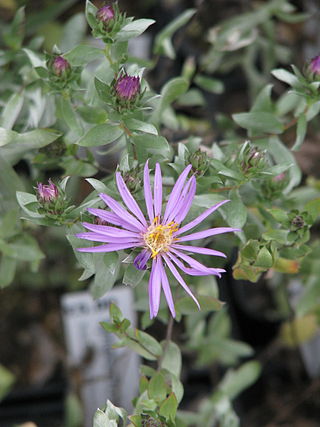 <i>Symphyotrichum sericeum</i> Species of flowering plant in family Asteraceae