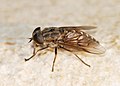 * Nomination: Horse fly (Tabanus tinctus) -- Alvesgaspar 16:41, 10 September 2011 (UTC) * * Review needed