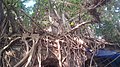 Nabadwip Bhabatarini Temple