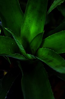 <i>Aechmea <span style="font-style:normal;">subg.</span> Chevaliera</i> Subgenus of flowering plants