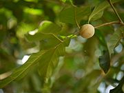 Aglaia lawii (versch. Aglaia-Arten haben ähnliche Früchte)