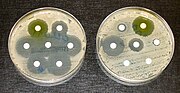 Thumbnail for File:Antibiotic sensitivity and resistance.jpg