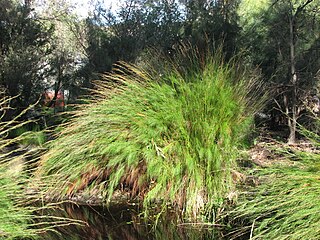 <i>Baloskion tetraphyllum</i> Species of flowering plant