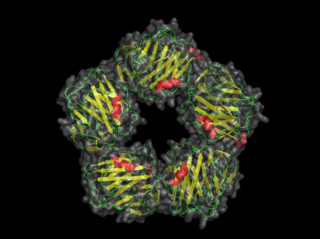 <span class="mw-page-title-main">Pentraxins</span> Protein family